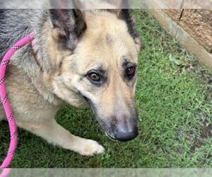 German Shepherd Dog-Unknown Mix Dogs for adoption in Tulsa, OK, USA