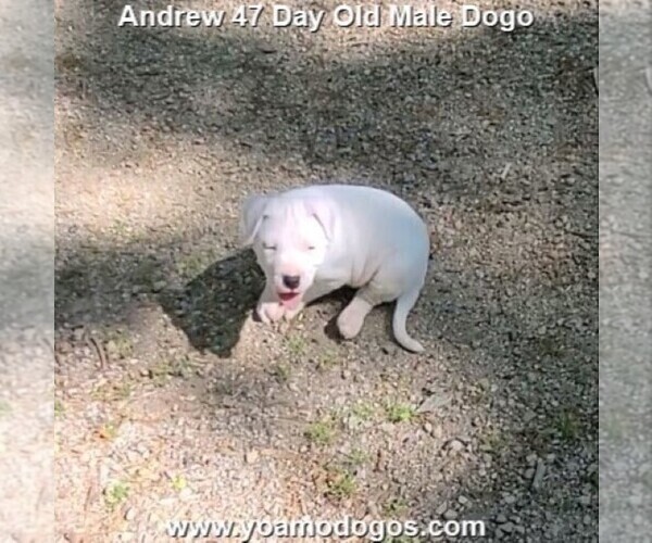 Medium Photo #82 Dogo Argentino Puppy For Sale in JANE, MO, USA