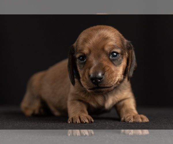 Medium Photo #20 Dachshund Puppy For Sale in CROWLEY, TX, USA