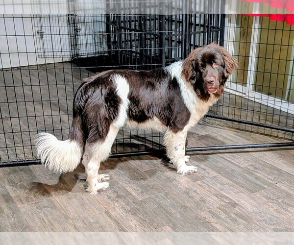 Medium Photo #2 Newfoundland Puppy For Sale in LAS VEGAS, NV, USA