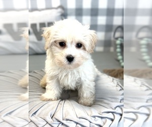 Maltipoo-Poodle (Miniature) Mix Puppy for sale in MARIETTA, GA, USA