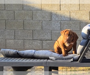 Medium Dogue de Bordeaux