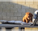 Puppy Black collar Dogue de Bordeaux