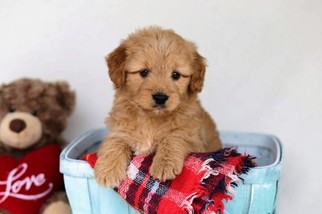 Goldendoodle-Poodle (Miniature) Mix Puppy for sale in BALTIC, OH, USA