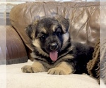 Small Photo #24 German Shepherd Dog Puppy For Sale in BRIGHTON, CO, USA