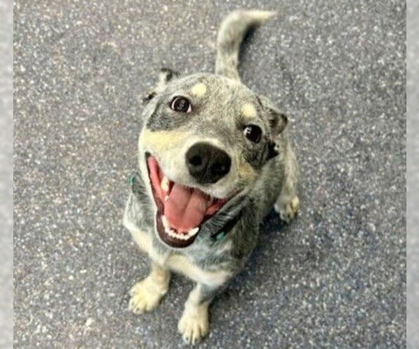 Medium Photo #1 Mutt Puppy For Sale in Anchorage, AK, USA