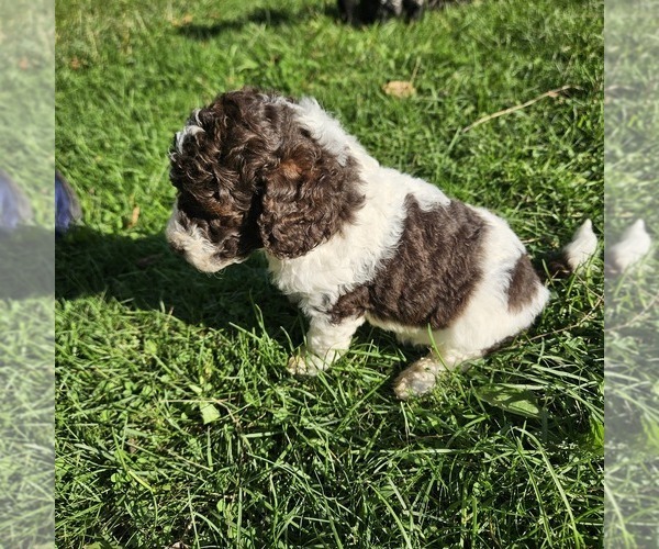 Medium Photo #4 Poodle (Miniature) Puppy For Sale in WHITEWATER, WI, USA