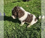 Small #3 Poodle (Miniature)