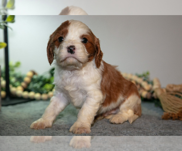 Medium Photo #18 Cavapoo (Miniature) Puppy For Sale in CAMDEN, MI, USA