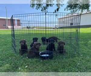 Labrador Retriever Puppy for sale in BRIDGEWATER, IA, USA