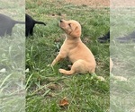 Puppy Bella Labrador Retriever