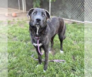 Holland Shepherd-Unknown Mix Dogs for adoption in Modesto, CA, USA