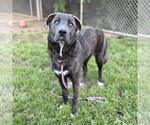 Small Holland Shepherd Mix