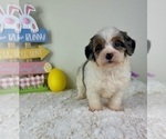 Small #4 Miniature Bernedoodle