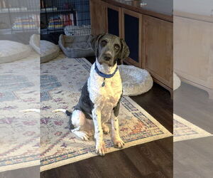 Bernedoodle Dogs for adoption in St. Louis Park, MN, USA