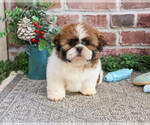 Small #6 Shih Tzu