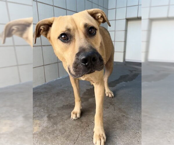 Medium Photo #1 American Pit Bull Terrier-German Shepherd Dog Mix Puppy For Sale in Corpus Christi, TX, USA
