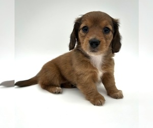 Dachshund Puppy for sale in FAIRBANK, IA, USA