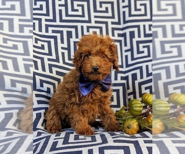 Medium Photo #1 Poodle (Miniature) Puppy For Sale in PEACH BOTTOM, PA, USA