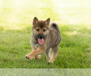 Shiba Inu Puppy for sale in MILLERSBURG, IN, USA