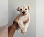 Small #3 Schnauzer (Miniature)