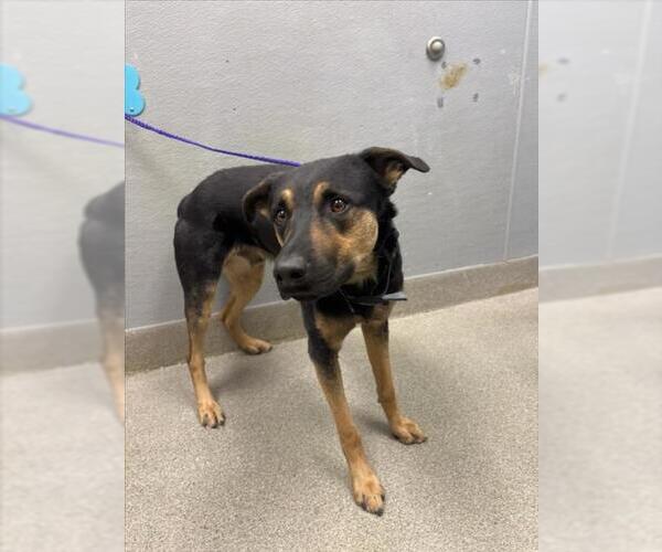 Medium Photo #1 Rottweiler-Unknown Mix Puppy For Sale in Las Vegas, NV, USA