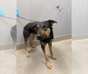 Rottweiler-Unknown Mix Dogs for adoption in Las Vegas, NV, USA