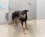 Small Rottweiler Mix