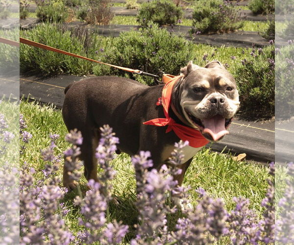 Medium Photo #4 Bulldog-Unknown Mix Puppy For Sale in Chester, NJ, USA