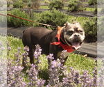 Small #3 Bulldog Mix