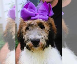 Poodle (Standard)-Saint Berdoodle Mix Puppy for sale in HOLDEN, MO, USA