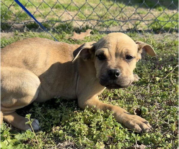 Medium Photo #3 Boxer-Unknown Mix Puppy For Sale in Tarrytown, GA, USA