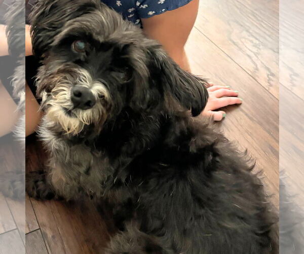 Medium Photo #2 Mutt Puppy For Sale in Tampa, FL, USA