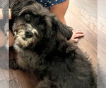 Small #1 Mutt