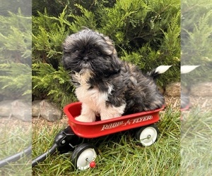 Shih Tzu Puppy for sale in MIDDLEBURY, IN, USA