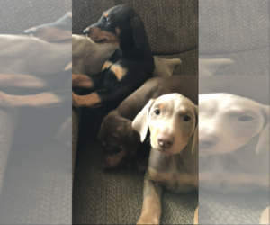 Doberman Pinscher Puppy for sale in WATERFORD, NY, USA