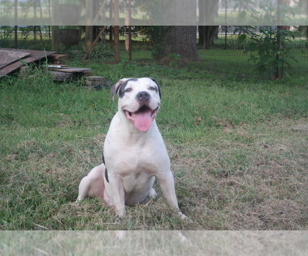 Medium Photo #2 American Pit Bull Terrier Puppy For Sale in POPLAR BLUFF, MO, USA