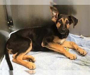 German Shepherd Dog Dogs for adoption in Orange, CA, USA