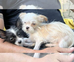 Havanese Dogs for adoption in Wheaton, IL, USA