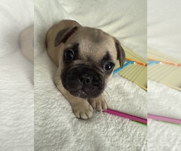 Medium Photo #10 French Bulldog Puppy For Sale in OPP, AL, USA