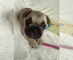 Small Photo #10 French Bulldog Puppy For Sale in OPP, AL, USA