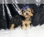 Small #4 Yorkshire Terrier