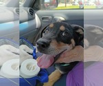 Small #4 Rottweiler Mix