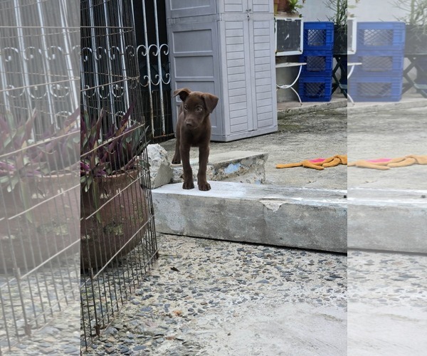 Medium Photo #3 Vizsla-Weimaraner Mix Puppy For Sale in Virginia Beach, VA, USA