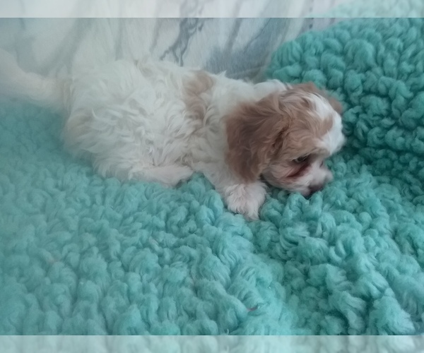 Medium Photo #3 Cavachon Puppy For Sale in LAUREL, MS, USA
