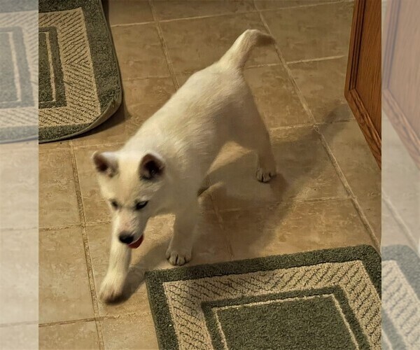 Medium Photo #5 Siberian Husky Puppy For Sale in BURLINGTON, WI, USA