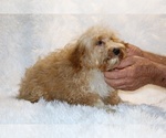 Small #12 Cockapoo (Miniature)