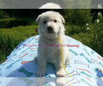 Small #8 German Shepherd Dog