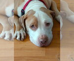 Small American Pit Bull Terrier-Bulldog Mix