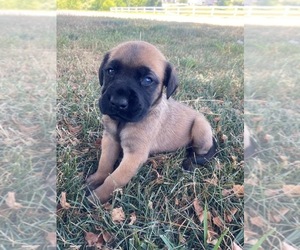 Mastador Puppy for sale in WILLIAMSBURG, OH, USA